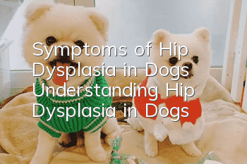 Symptoms of Hip Dysplasia in Dogs Understanding Hip Dysplasia in Dogs