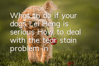What to do if your dog’s Lei Heng is serious? How to deal with the tear stain problem in your dog?