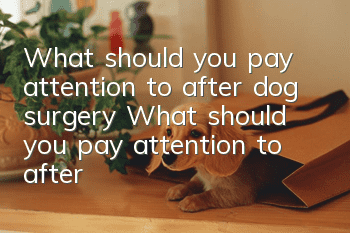 What should you pay attention to after dog surgery? What should you pay attention to after dog surgery?