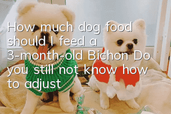 How much dog food should I feed a 3-month-old Bichon? Do you still not know how to adjust the feeding amount?