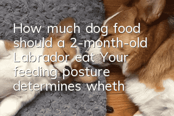 How much dog food should a 2-month-old Labrador eat? Your feeding posture determines whether it has a glass stomach