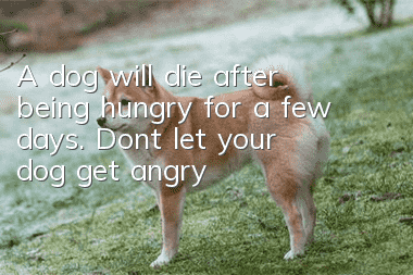 A dog will die after being hungry for a few days. Don’t let your dog get angry!