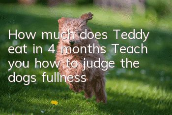How much does Teddy eat in 4 months? Teach you how to judge the dog’s fullness