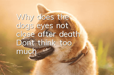 Why does the dog's eyes not close after death? Don't think too much!