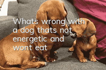 What's wrong with a dog that's not energetic and won't eat?