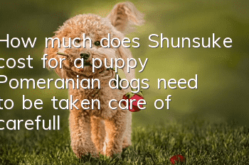How much does Shunsuke cost for a puppy? Pomeranian dogs need to be taken care of carefully.