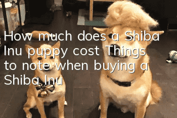 How much does a Shiba Inu puppy cost? Things to note when buying a Shiba Inu