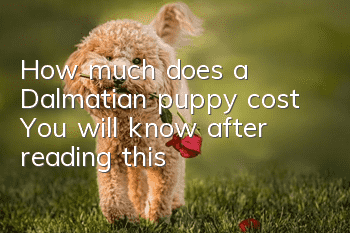 How much does a Dalmatian puppy cost? You will know after reading this