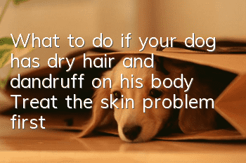What to do if your dog has dry hair and dandruff on his body? Treat the skin problem first