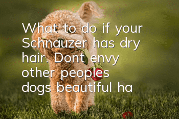 What to do if your Schnauzer has dry hair. Don’t envy other people’s dogs’ beautiful hair.