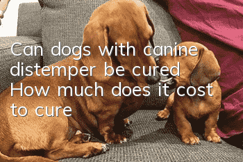 Can dogs with canine distemper be cured? How much does it cost to cure?