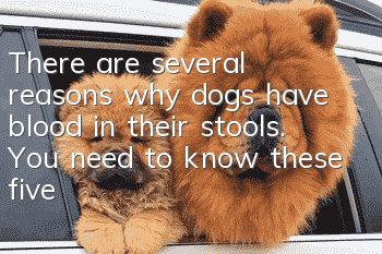 There are several reasons why dogs have blood in their stools. You need to know these five reasons.