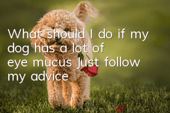 What should I do if my dog has a lot of eye mucus? Just follow my advice!