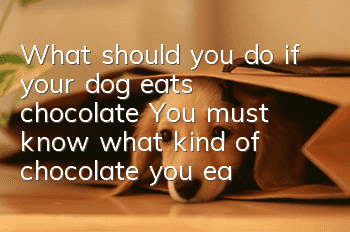 What should you do if your dog eats chocolate? You must know what kind of chocolate you eat!