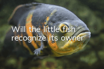 Will the little fish recognize its owner?
