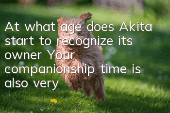 At what age does Akita start to recognize its owner? Your companionship time is also very critical.