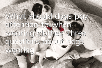 What should dogs pay attention to when wearing clothes? Three questions about dogs wearing clothes