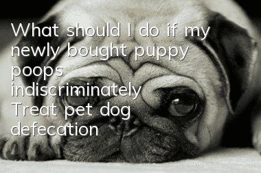 What should I do if my newly bought puppy poops indiscriminately? Treat pet dog defecation problems properly.