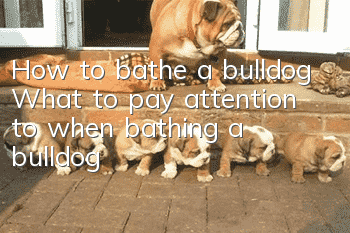 How to bathe a bulldog What to pay attention to when bathing a bulldog