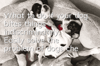 What to do if your dog bites things indiscriminately. Easily solve the problem of dogs chewing indiscriminately.