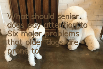 What should senior dogs pay attention to? Six major problems that older dogs are prone to have
