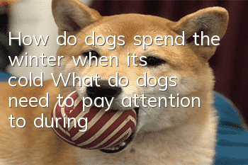 How do dogs spend the winter when it’s cold? What do dogs need to pay attention to during the winter?