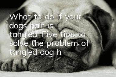 What to do if your dog’s hair is tangled. Five tips to solve the problem of tangled dog hair.