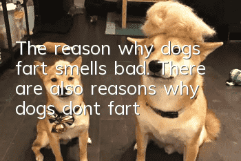 The reason why dogs fart smells bad. There are also reasons why dogs don’t fart!