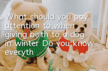 What should you pay attention to when giving birth to a dog in winter? Do you know everything you need to pay attention to during the birth process?