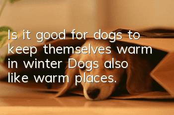 Is it good for dogs to keep themselves warm in winter? Dogs also like warm places.