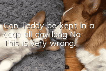 Can Teddy be kept in a cage all day long? No! This is very wrong.