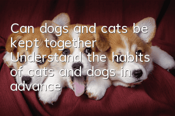 Can dogs and cats be kept together? Understand the habits of cats and dogs in advance!