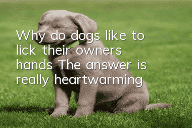 Why do dogs like to lick their owners’ hands? The answer is really heartwarming
