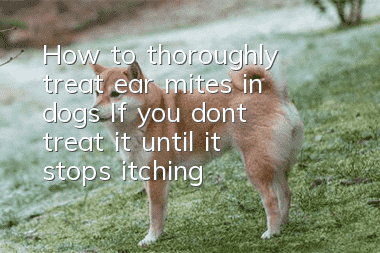 How to thoroughly treat ear mites in dogs? If you don’t treat it until it stops itching, of course it will recur.