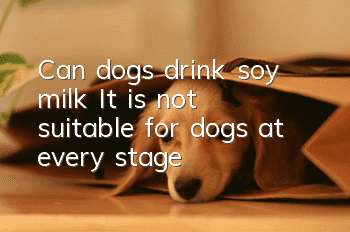 Can dogs drink soy milk? It is not suitable for dogs at every stage!