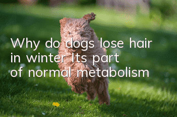 Why do dogs lose hair in winter? It’s part of normal metabolism!
