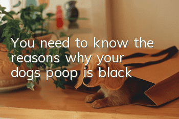 You need to know the reasons why your dog’s poop is black