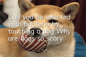 Can you be infected with bacteria by touching a dog? Why are dogs so scary?
