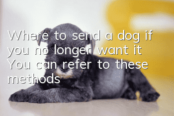 Where to send a dog if you no longer want it? You can refer to these methods!