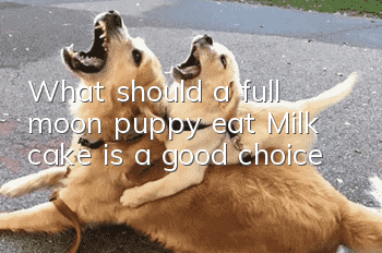 What should a full moon puppy eat? Milk cake is a good choice!