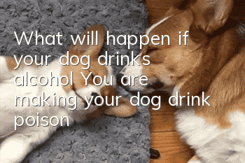 What will happen if your dog drinks alcohol? You are making your dog drink poison!