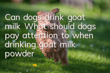 Can dogs drink goat milk? What should dogs pay attention to when drinking goat milk powder?