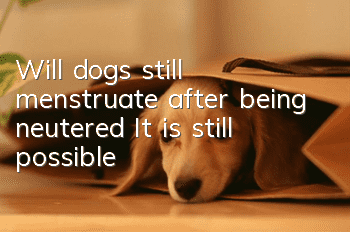 Will dogs still menstruate after being neutered? It is still possible!