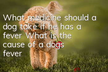 What medicine should a dog take if he has a fever? What is the cause of a dog’s fever?