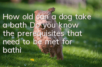 How old can a dog take a bath? Do you know the prerequisites that need to be met for bathing?
