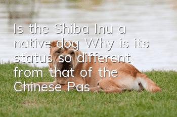 Is the Shiba Inu a native dog? Why is its status so different from that of the Chinese Pastoral Dog?