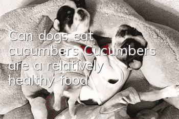 Can dogs eat cucumbers? Cucumbers are a relatively healthy food!