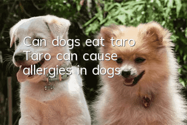 Can dogs eat taro? Taro can cause allergies in dogs!