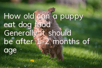 How old can a puppy eat dog food? Generally, it should be after 1-2 months of age!