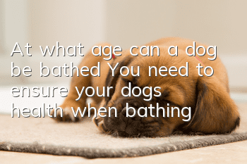 At what age can a dog be bathed? You need to ensure your dog’s health when bathing!